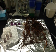 root sample in the lab