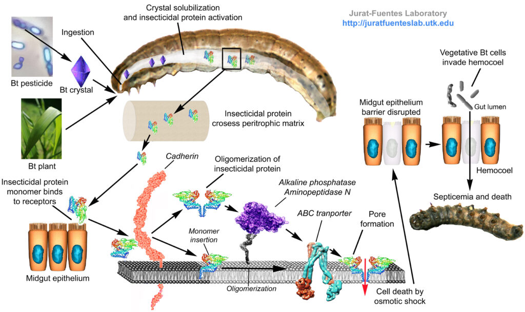 Multi-step toxicity process for Cry Toxins