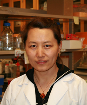 Dr. Rongmei Liu