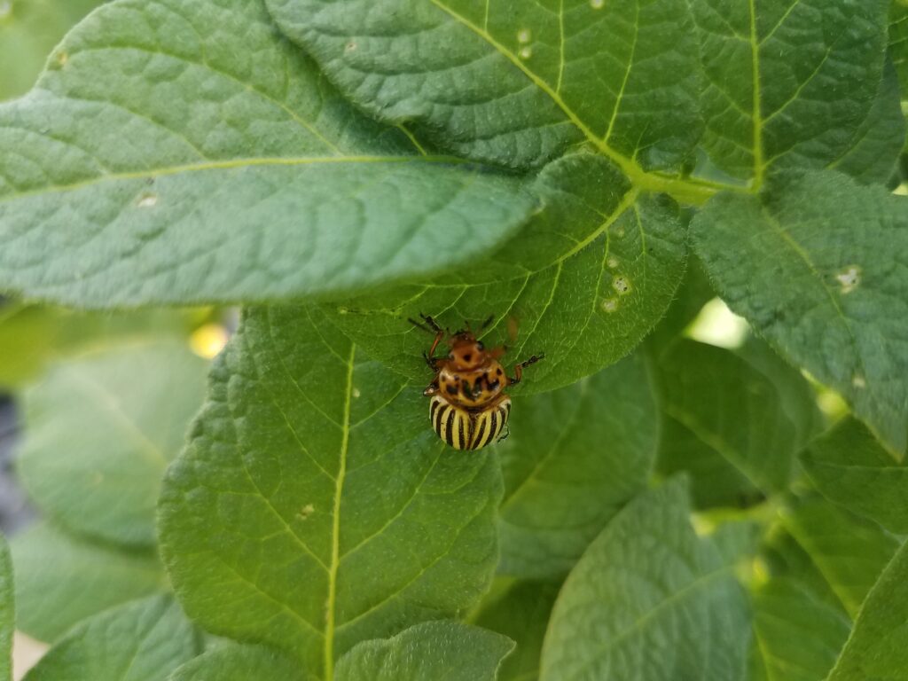 Adult Colorado Potato Beetle (Leptinotarsa decemlineata)