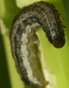 Spodoptera frugiperda larva