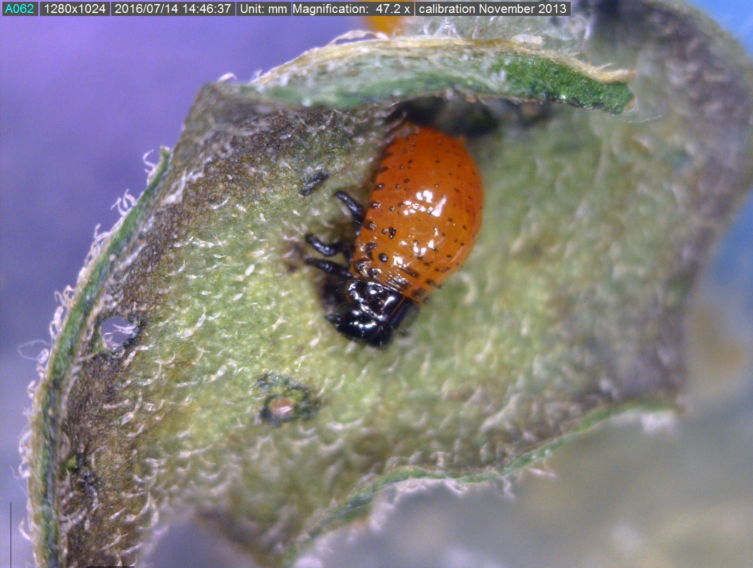 Larva of Colorado Potato Beetle (Leptinotarsa decemlineata)