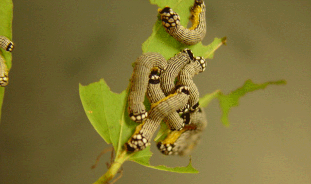 Larvae