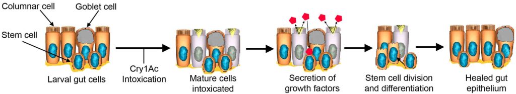 Hypothesis of Cry1Ac intoxication