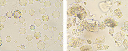 Image on left is Stem gut cells and image on right are mature gut cells