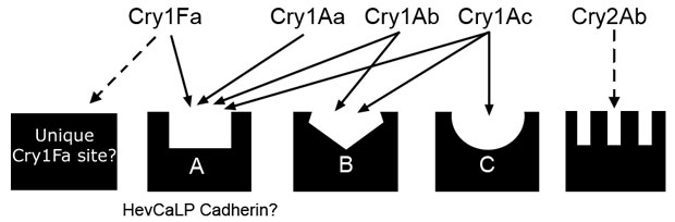 Receptor model of Cry receptors in Lepidoptera