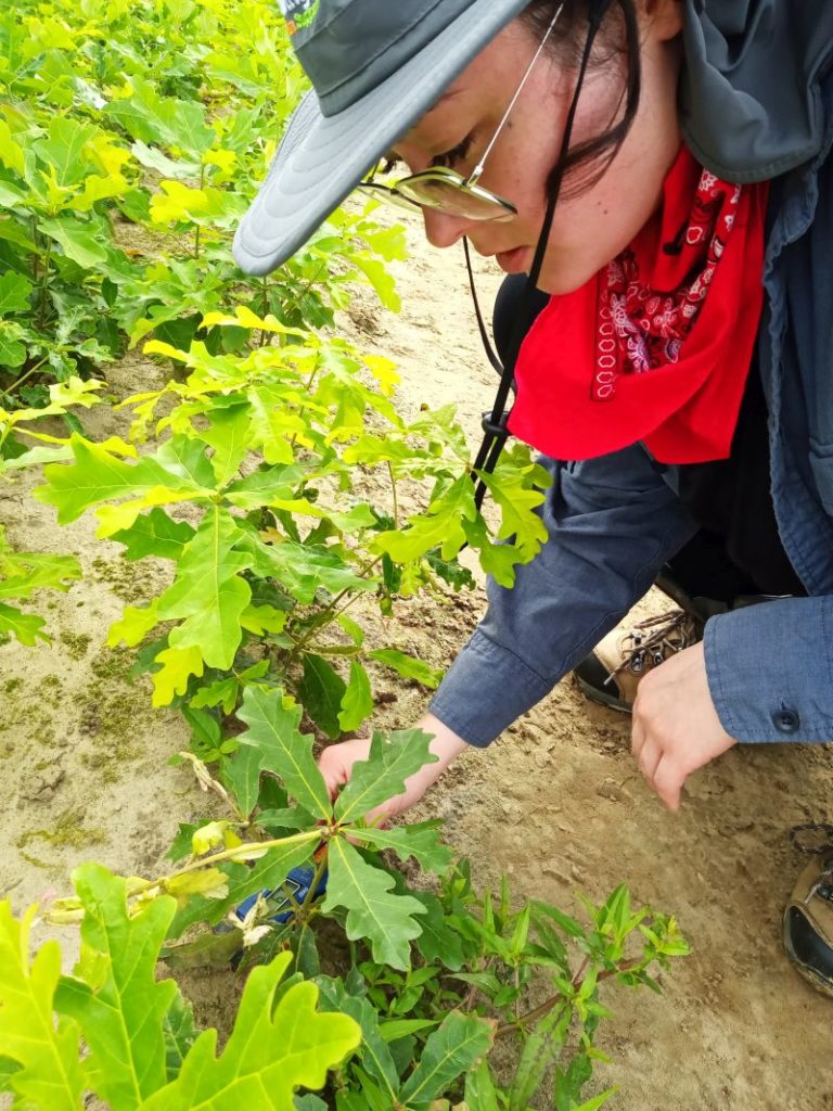 Student taking saple from an Oak seedling