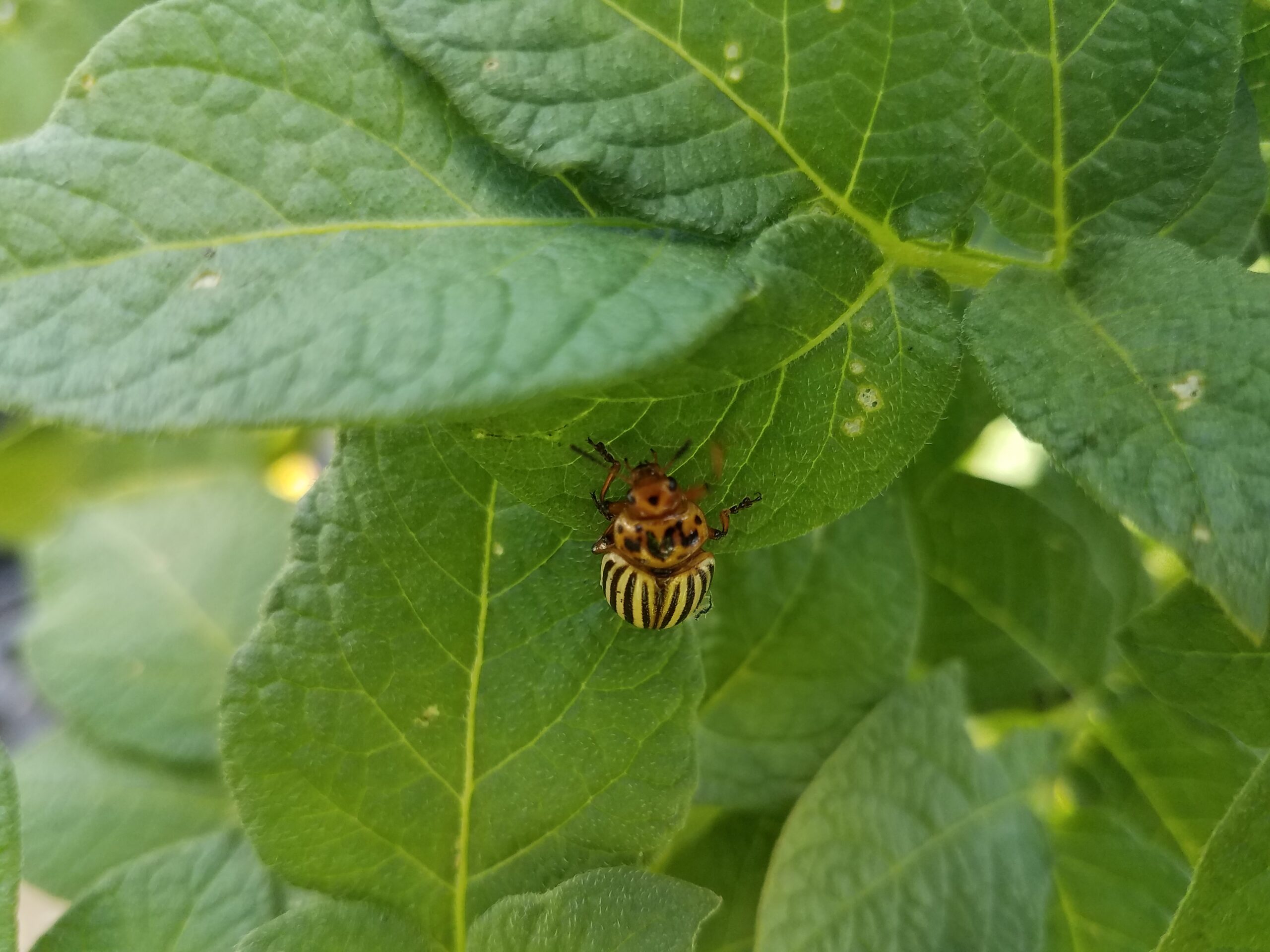 Adult Colorado Potato Beetle (Leptinotarsa decemlineata)
