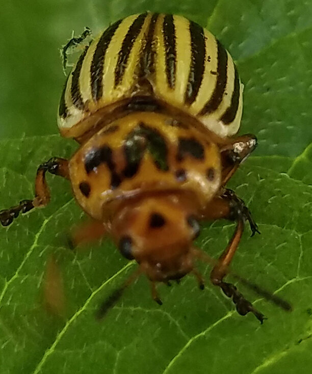 Colorado Potato Beetle 