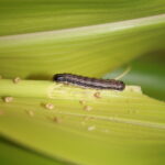 fall armyworm (Spodoptera frugiperda)