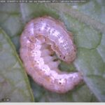 Larvae of corn earworm (Helicoverpa zea)